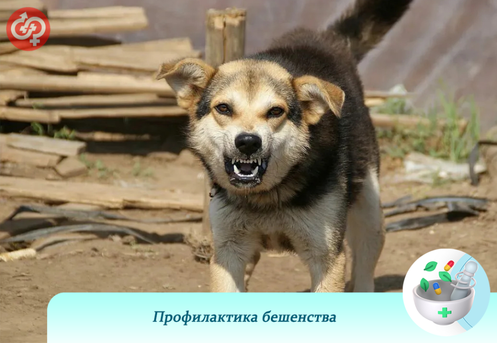 Профилактика бешенства